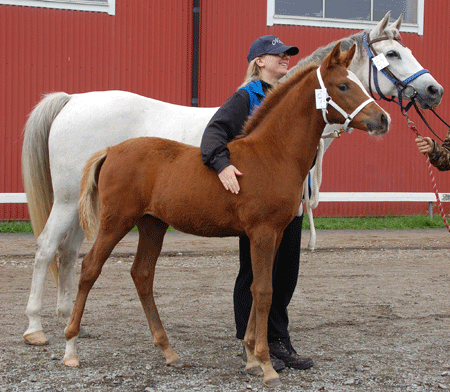 Bozanova and her filly foal, Alliaria