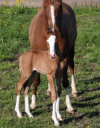 El Sobra and colt