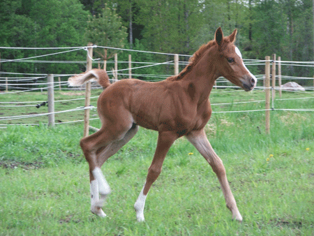 Foal out of Sahara Sundance