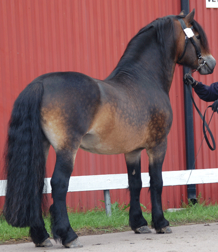 Nordsvensk stallion