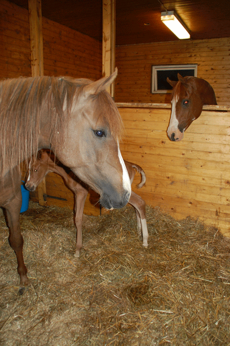 Cinnamon Ladys foal 2011-06-05