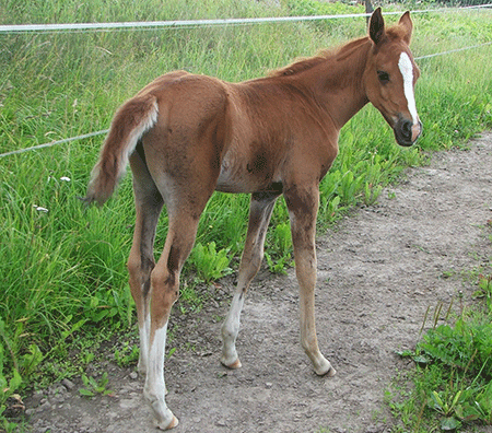 B.B. Kalahari