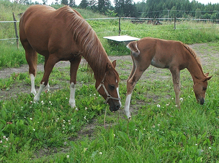 Katanja and Kalahari