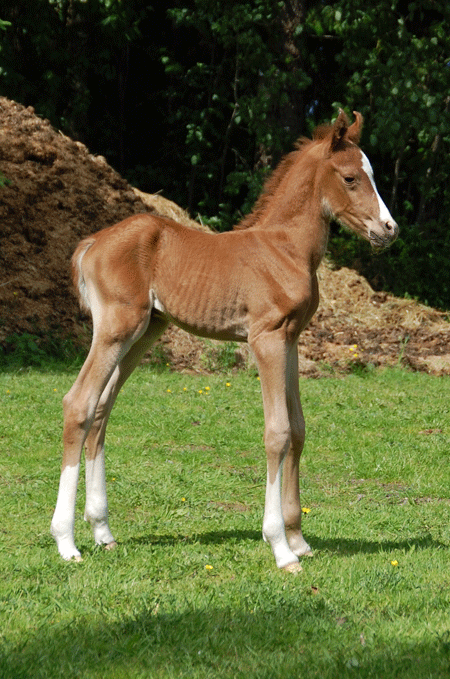 Cinnamon Ladys foal 2011-06-05