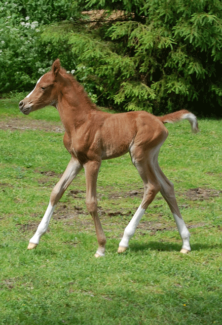 Cinnamon Ladys foal 2011-06-05