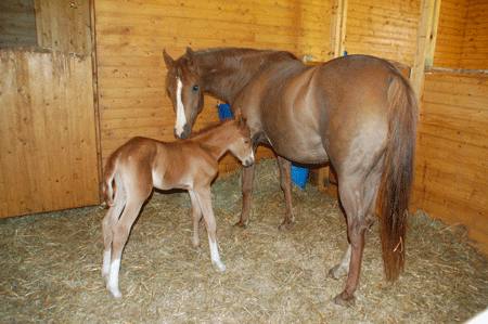 Cinnamon Ladys foal 2011-06-05