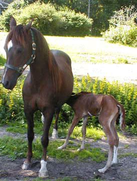 Caira and Cinnamon Lady