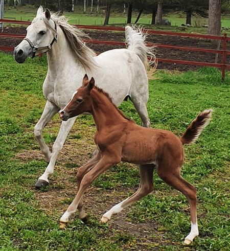 GKV Pounds of Fun and filly Indian Priyah