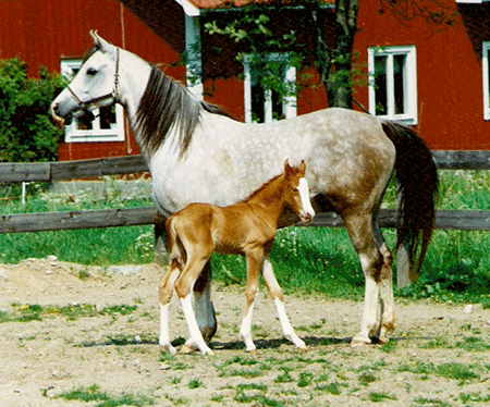 Galadriel and Gimmick