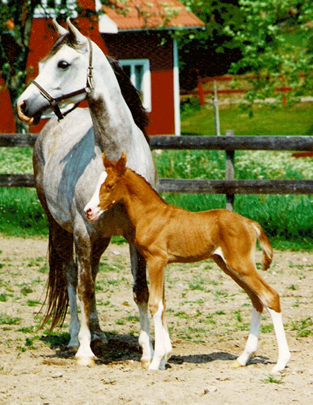 Galadriel and Gimmick