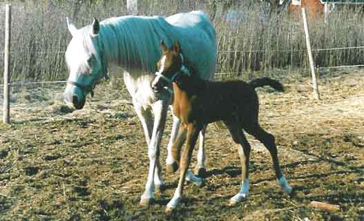 Cindela and Gazira