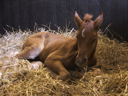 Filly out of Sahara Sundance