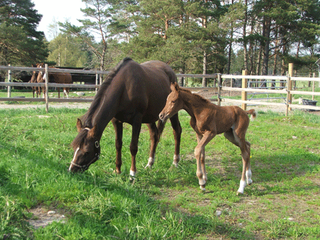 Filly out of Sahara Sundance