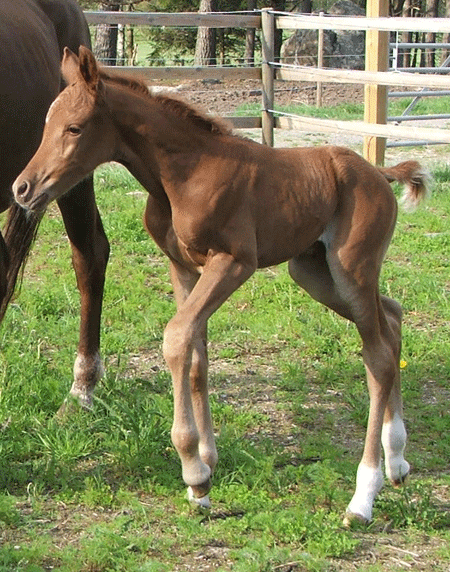 Filly out of Sahara Sundance