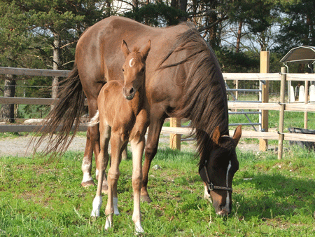 Filly out of Sahara Sundance