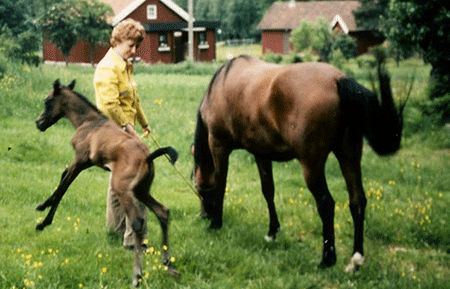 Kiara bint Karita and filly foal Carishma bint Kiara