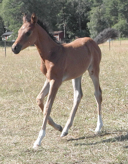 Sella and Bambi