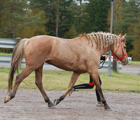 Troja