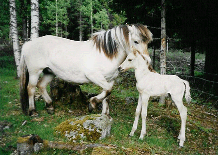 Freja and Troja