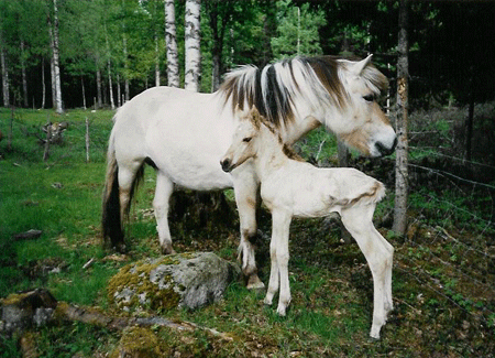 Freja and Troja