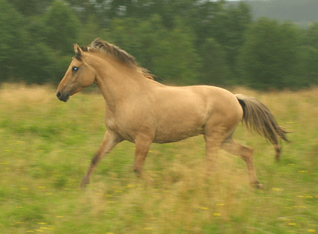 Troja