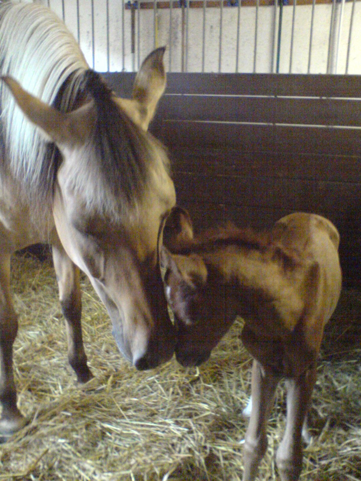 Troja and Al Jahmiro