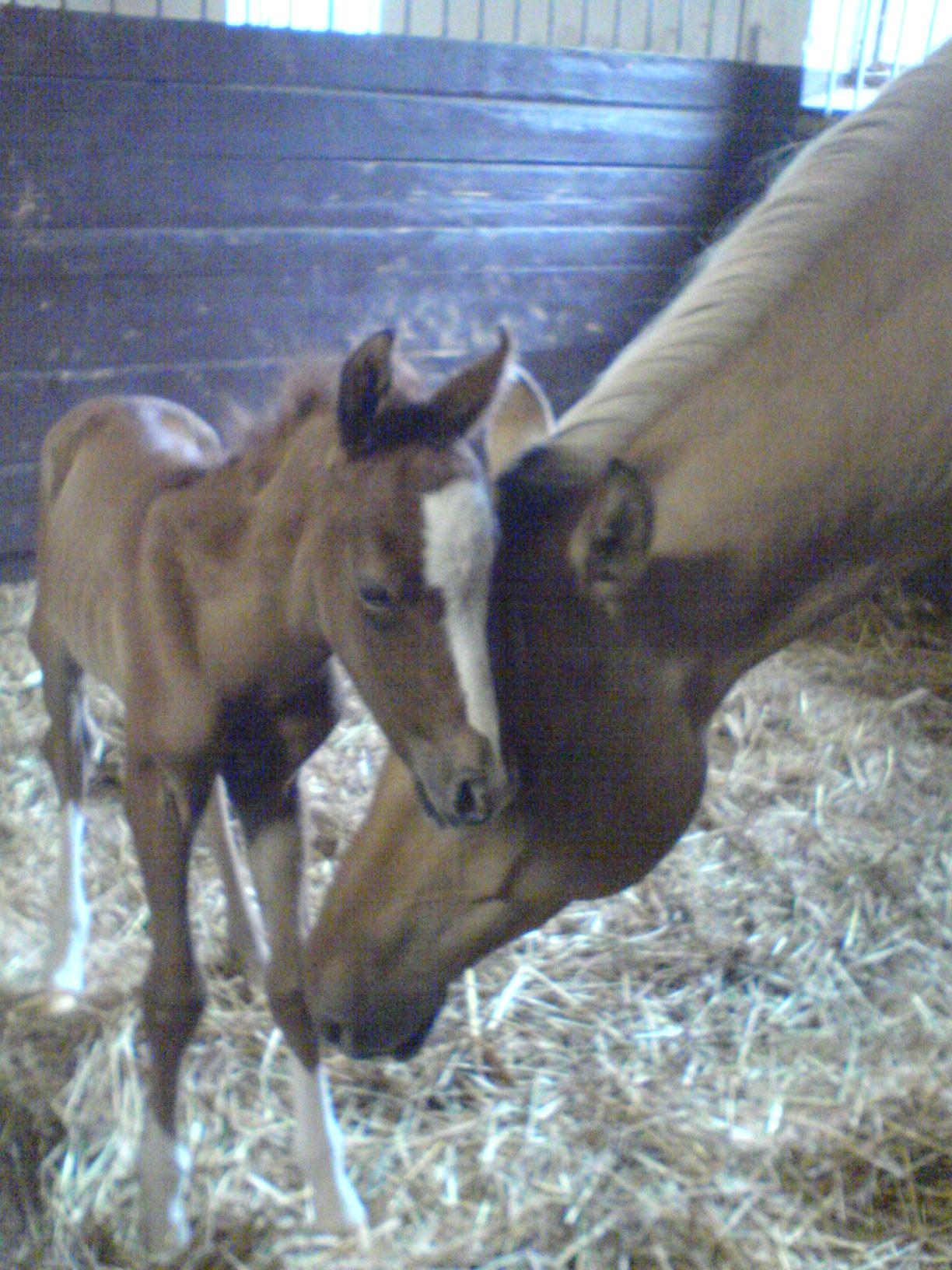 Troja and Al Jahmiro