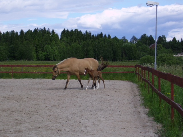 Troja and Al Jahmiro