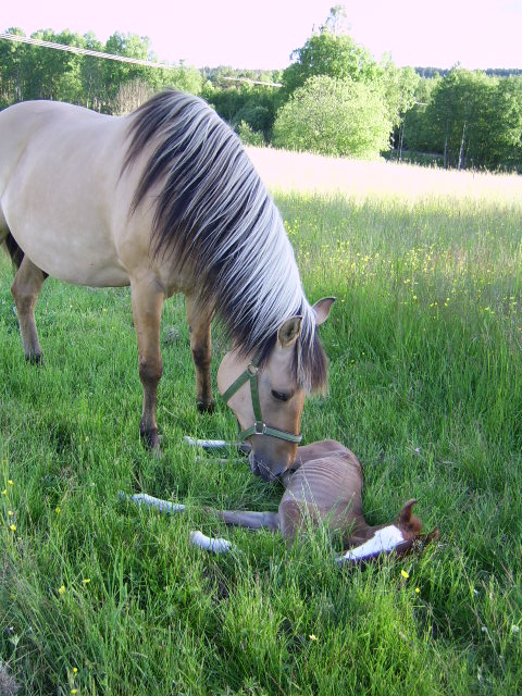 Troja and Al Jahmiro