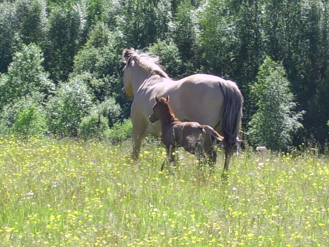 Troja and Al Jahmiro