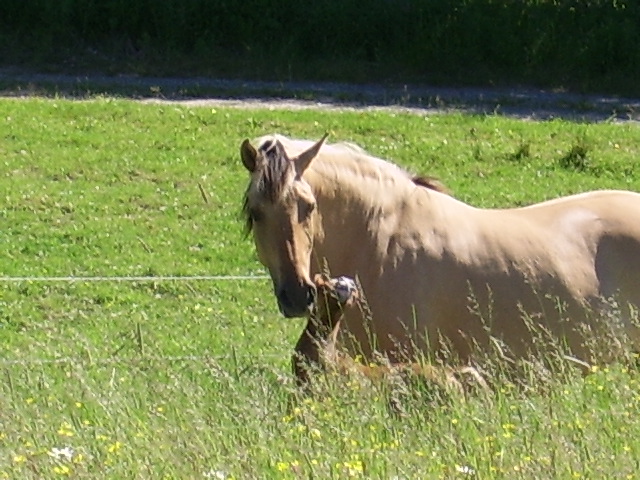 Troja and Al Jahmiro