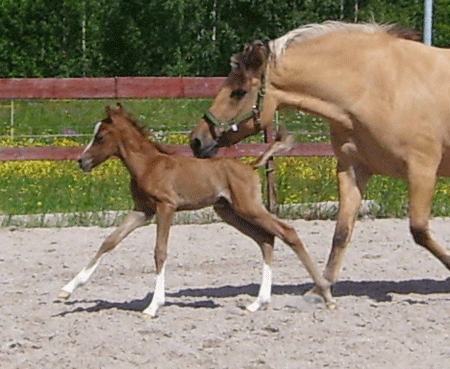 Troja and Al Jahmiro