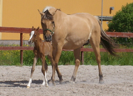 Troja and Al Jahmiro