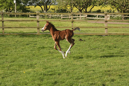 Dandini 5 days old