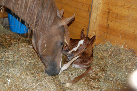 Cinnamon Ladys foal 2011-06-05