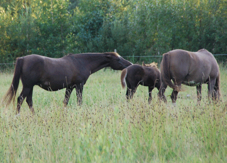 Indian Crush and mares