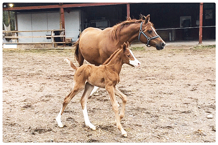 Colt by Gimmick out of El Sobra