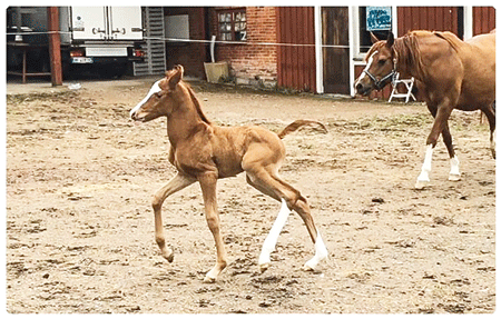 Colt by Gimmick out of El Sobra