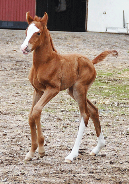 Colt by Gimmick out of El Sobra