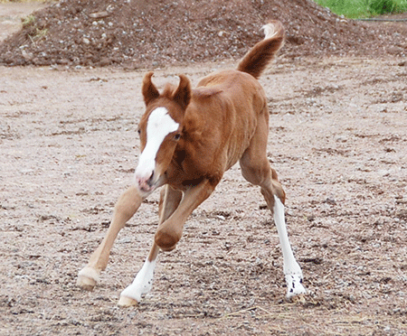 Colt by Gimmick out of El Sobra