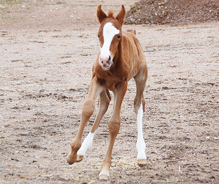 Colt by Gimmick out of El Sobra