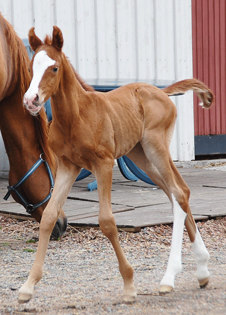 Colt by Gimmick out of El Sobra